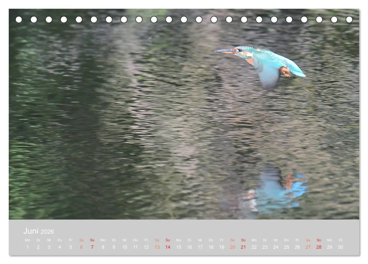 Bild: 9783457701355 | Der Eisvogel, ein Juwel der Natur (Tischkalender 2026 DIN A5 quer),...