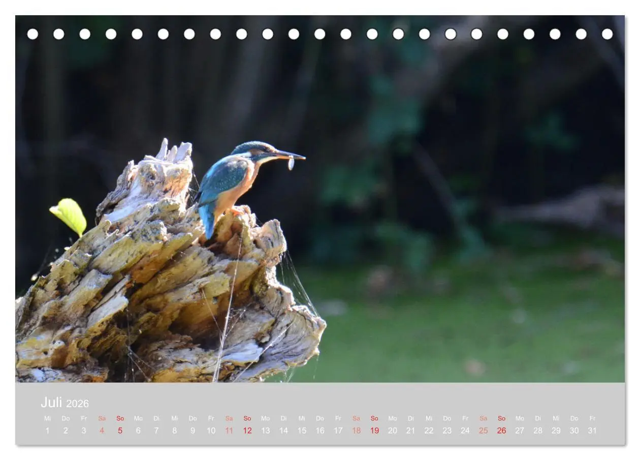 Bild: 9783457701355 | Der Eisvogel, ein Juwel der Natur (Tischkalender 2026 DIN A5 quer),...