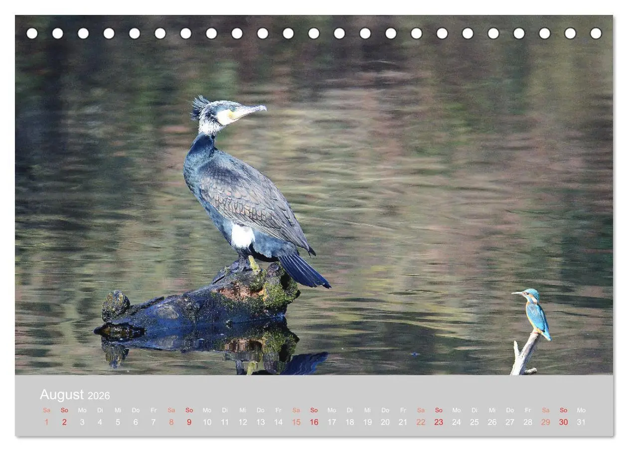 Bild: 9783457701355 | Der Eisvogel, ein Juwel der Natur (Tischkalender 2026 DIN A5 quer),...