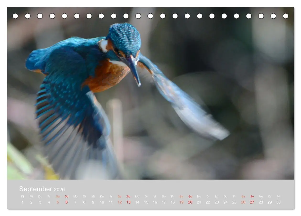 Bild: 9783457701355 | Der Eisvogel, ein Juwel der Natur (Tischkalender 2026 DIN A5 quer),...