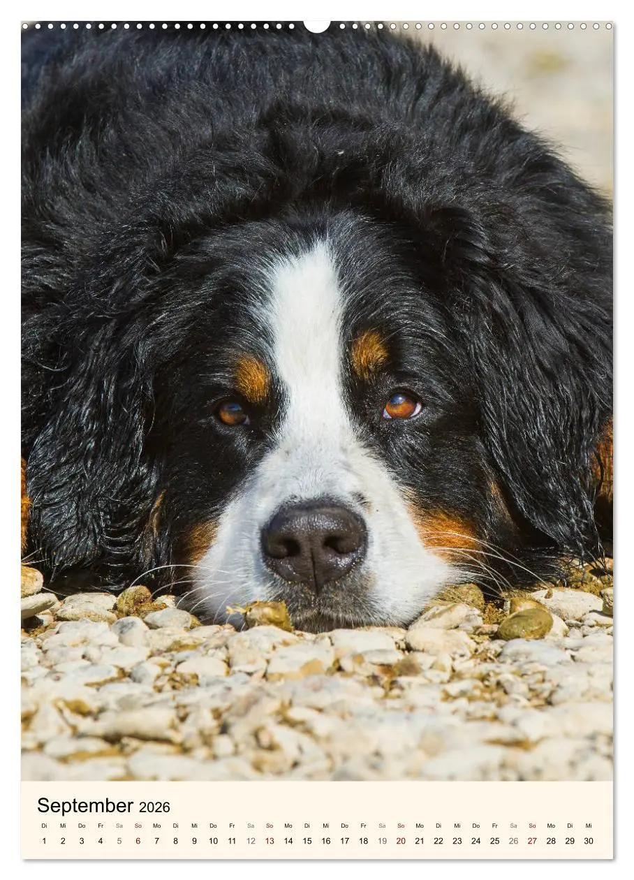 Bild: 9783516411355 | Die schönste Rasse der Welt - Berner Sennenhund (hochwertiger...