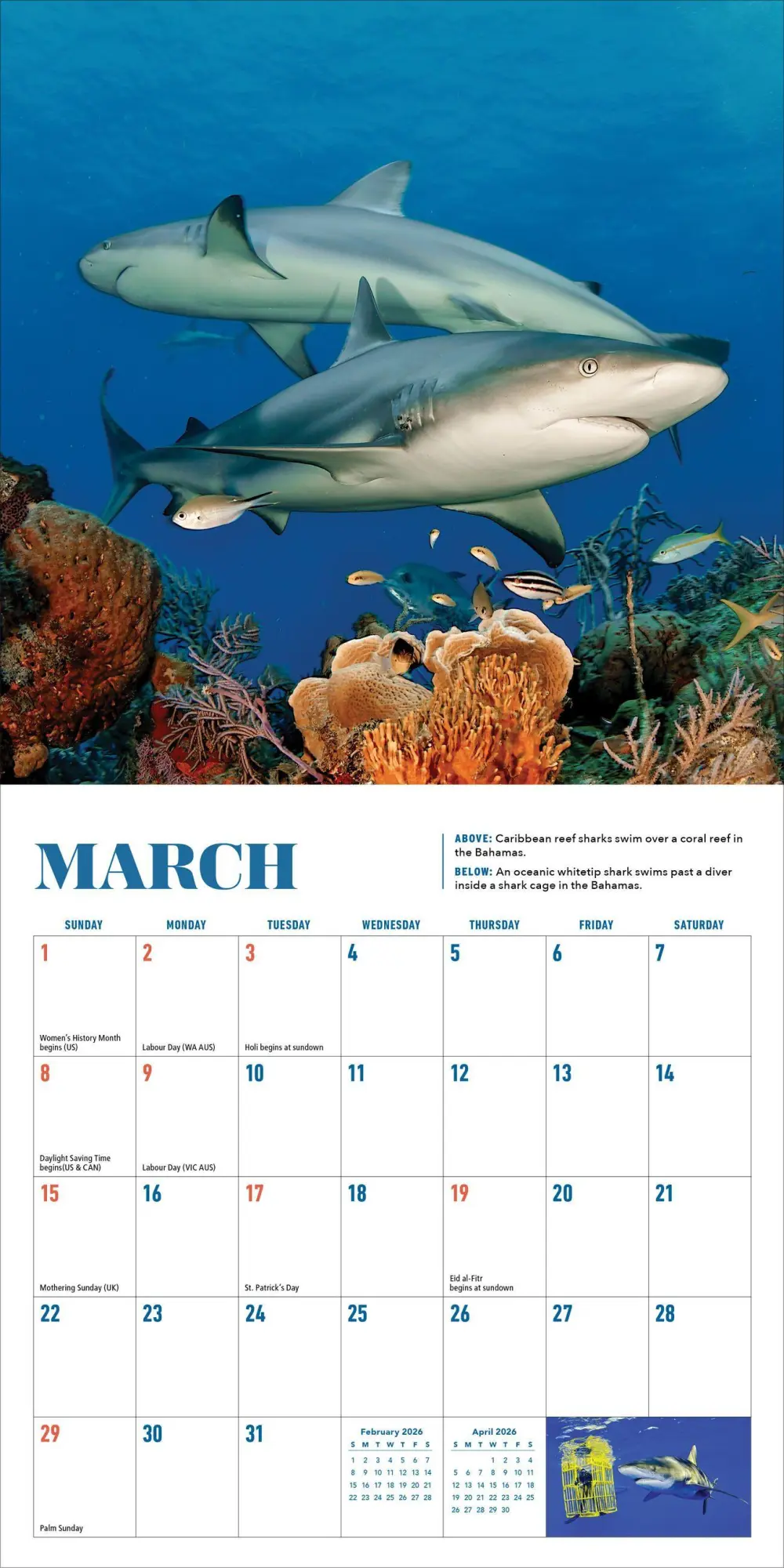 Bild: 9781523531455 | Shark Mini Wall Calendar 2026 | Brian Skerry (u. a.) | Kalender | 2026