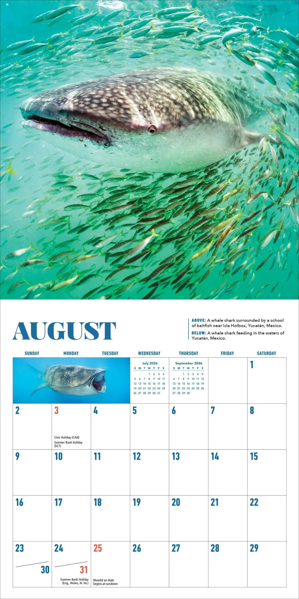 Bild: 9781523531455 | Shark Mini Wall Calendar 2026 | Brian Skerry (u. a.) | Kalender | 2026