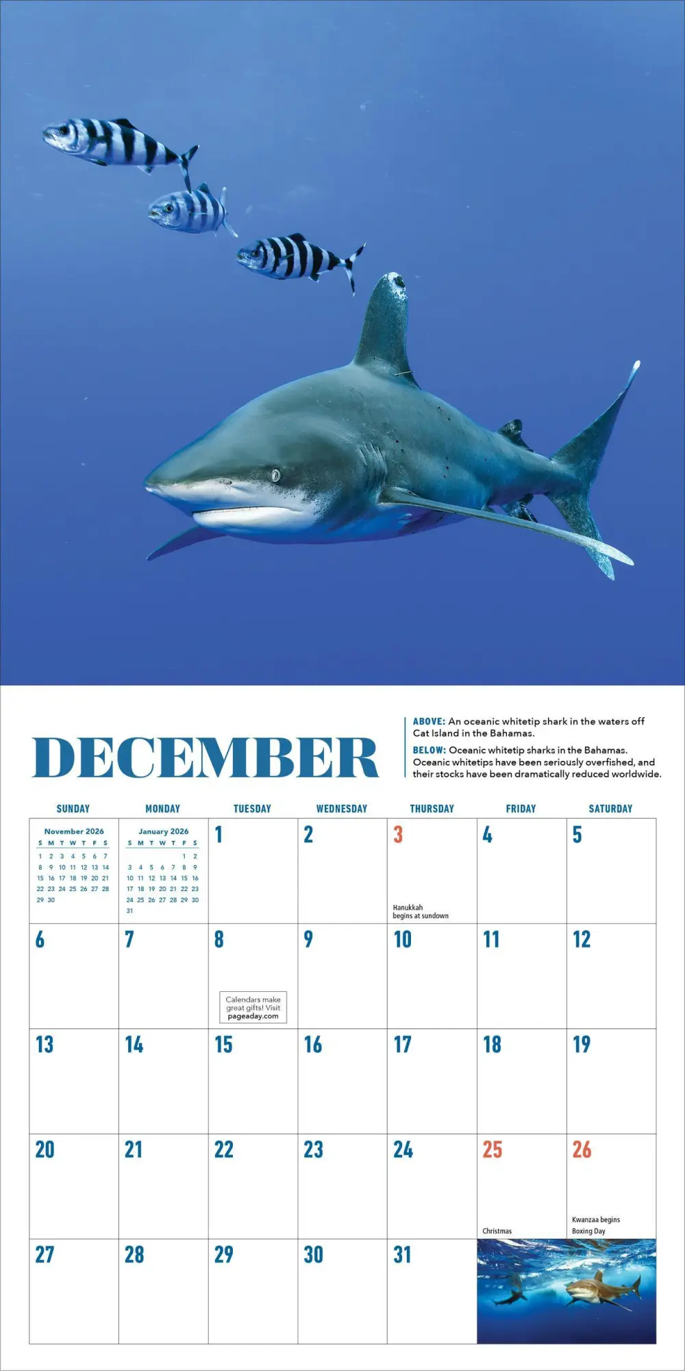 Bild: 9781523531455 | Shark Mini Wall Calendar 2026 | Brian Skerry (u. a.) | Kalender | 2026