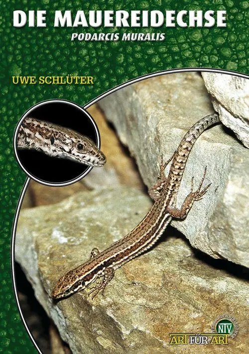Cover: 9783866591455 | Die Mauereidechse | Uwe Schlüter | Taschenbuch | Art für Art | 64 S.