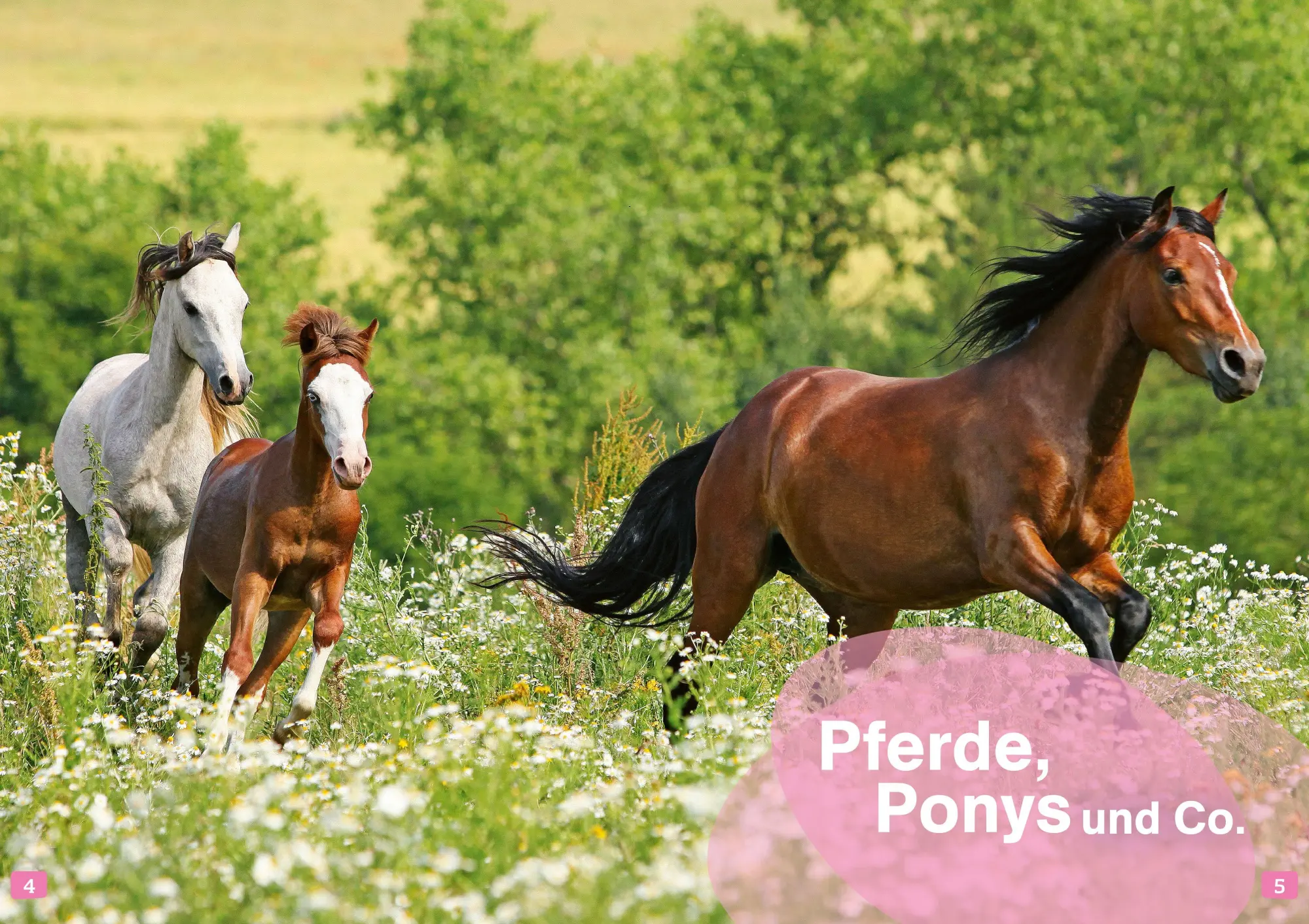 Bild: 9783788681555 | WAS IST WAS Erstes Lesen. Pferde und Ponys | Christina Braun | Buch