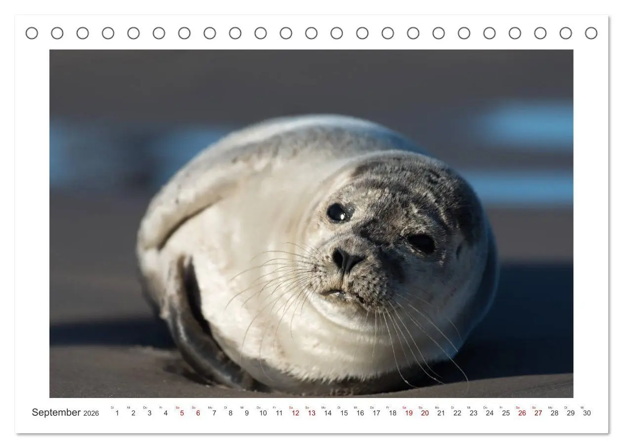 Bild: 9783457841655 | Dänemark - Phototravellers Sehnsuchtskalender (Tischkalender 2026...
