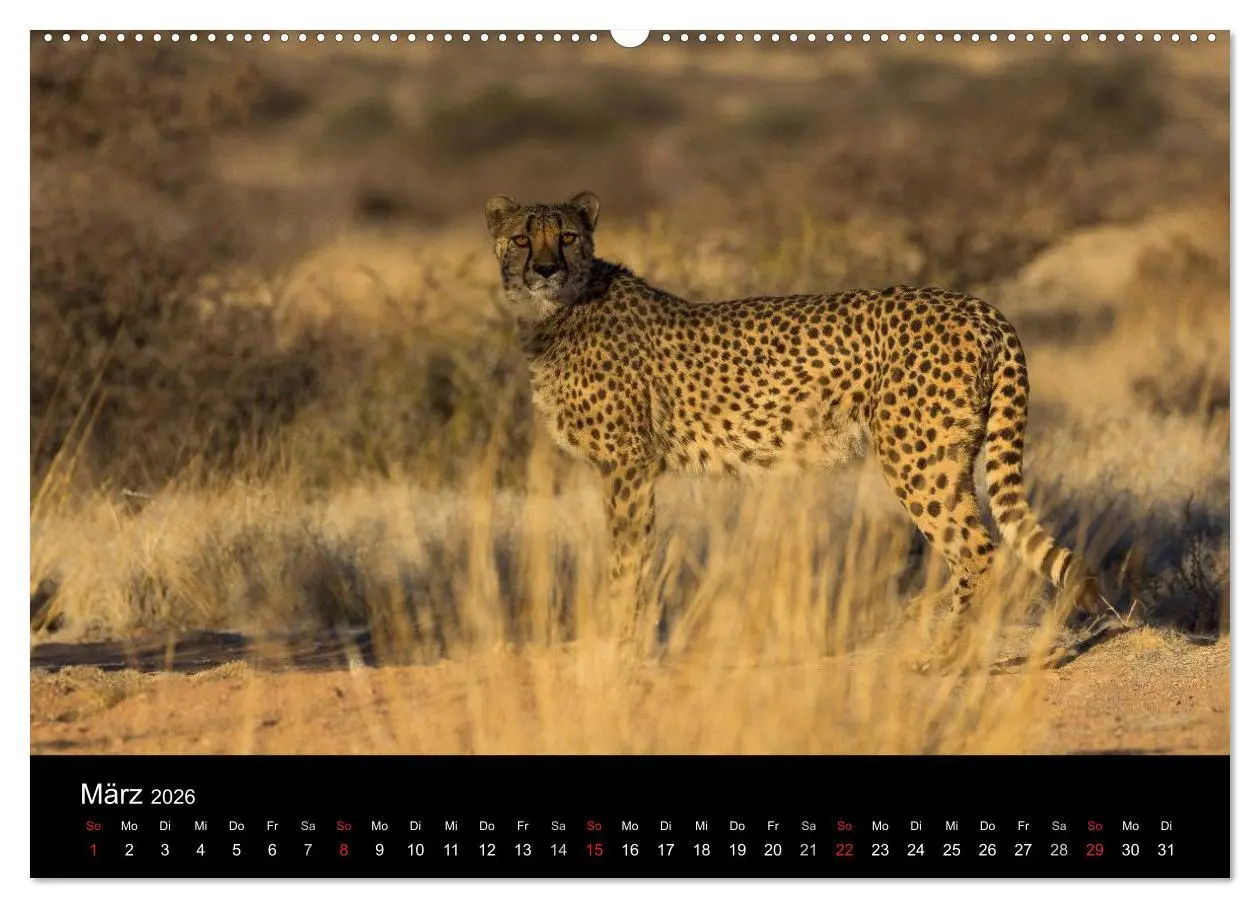Bild: 9783516171655 | Wunderschönes Namibia (Wandkalender 2026 DIN A2 quer), CALVENDO...