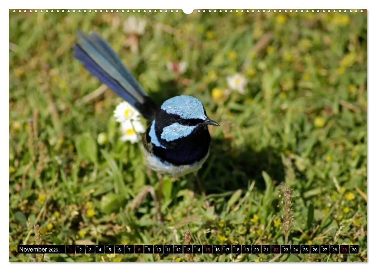 Bild: 9783516091755 | Die Tierwelt in Australien (Wandkalender 2026 DIN A2 quer),...