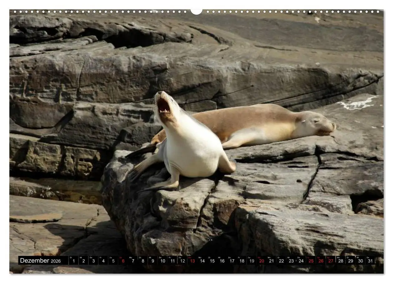 Bild: 9783516091755 | Die Tierwelt in Australien (Wandkalender 2026 DIN A2 quer),...