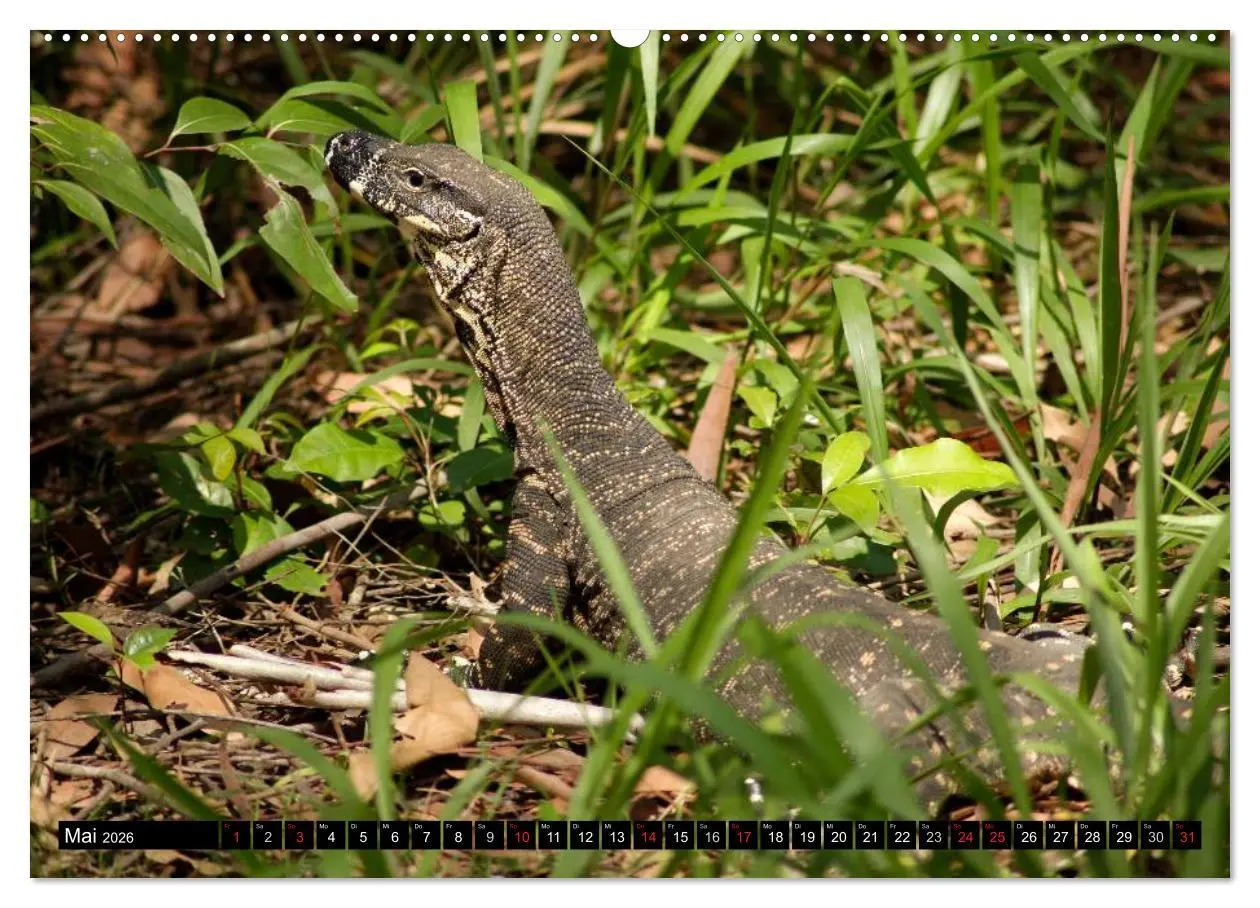 Bild: 9783516091755 | Die Tierwelt in Australien (Wandkalender 2026 DIN A2 quer),...