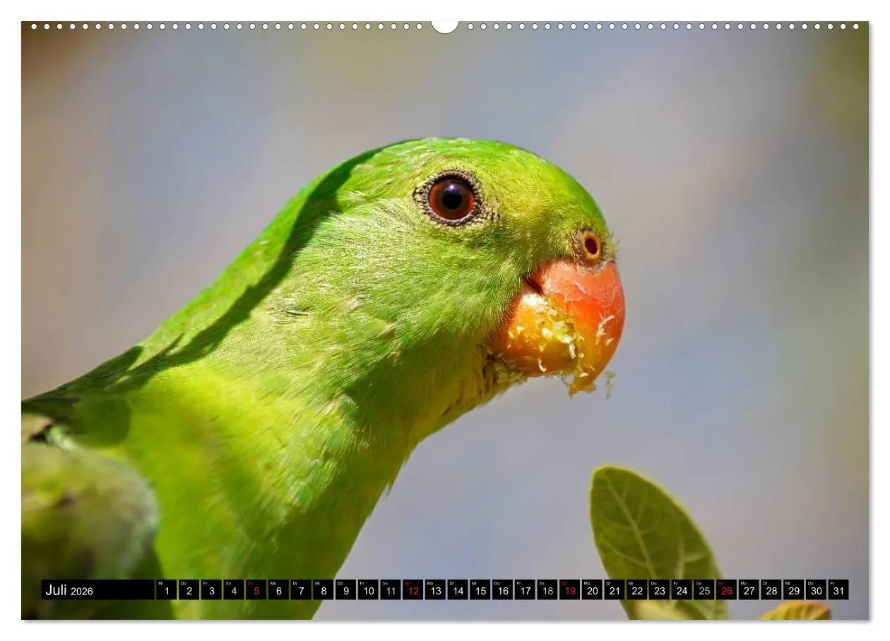 Bild: 9783516091755 | Die Tierwelt in Australien (Wandkalender 2026 DIN A2 quer),...
