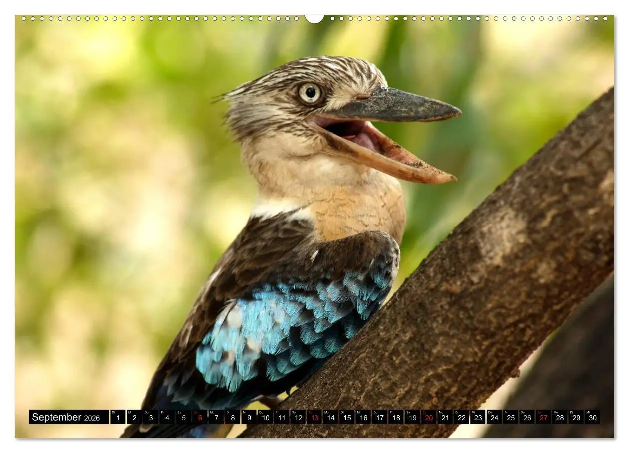 Bild: 9783516091755 | Die Tierwelt in Australien (Wandkalender 2026 DIN A2 quer),...