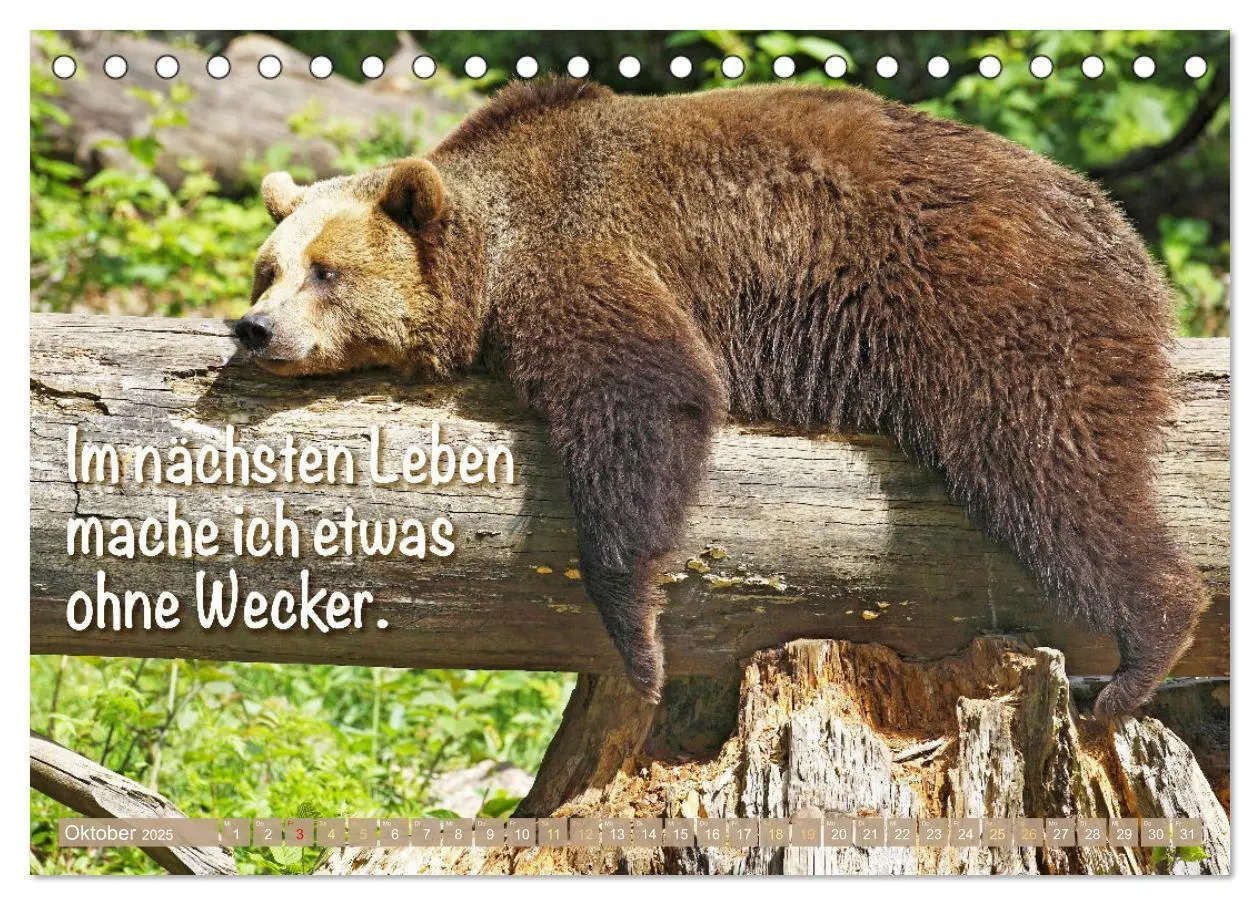 Bild: 9783383881855 | Spaß mit Bären: Edition lustige Tiere (Tischkalender 2025 DIN A5...