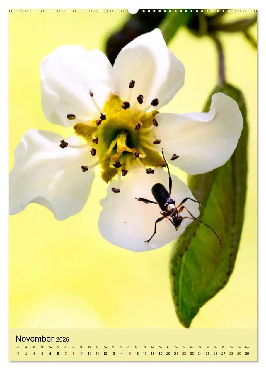 Bild: 9783516391855 | INSEKTENWELT - Heimische Nützlinge ganz nah (hochwertiger Premium...