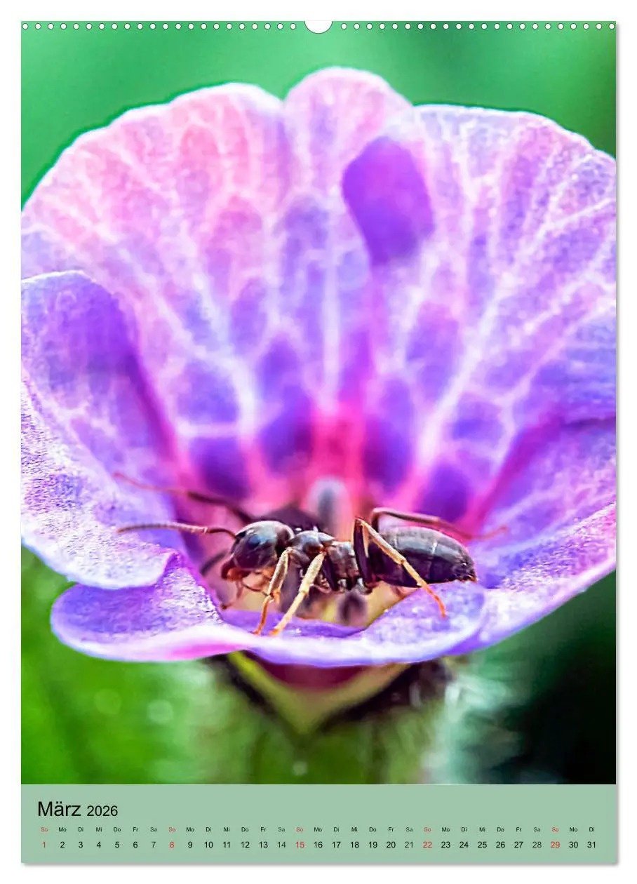 Bild: 9783516391855 | INSEKTENWELT - Heimische Nützlinge ganz nah (hochwertiger Premium...