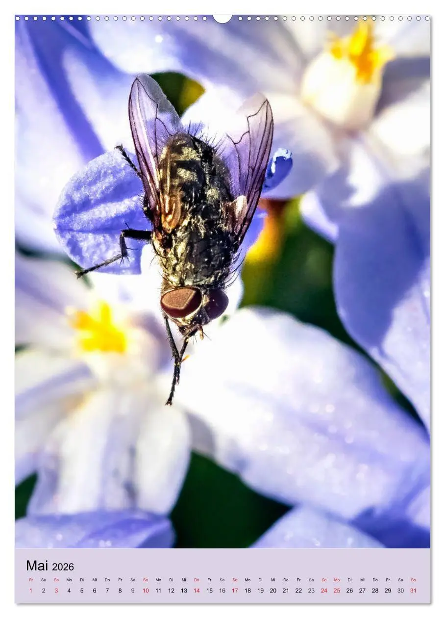 Bild: 9783516391855 | INSEKTENWELT - Heimische Nützlinge ganz nah (hochwertiger Premium...