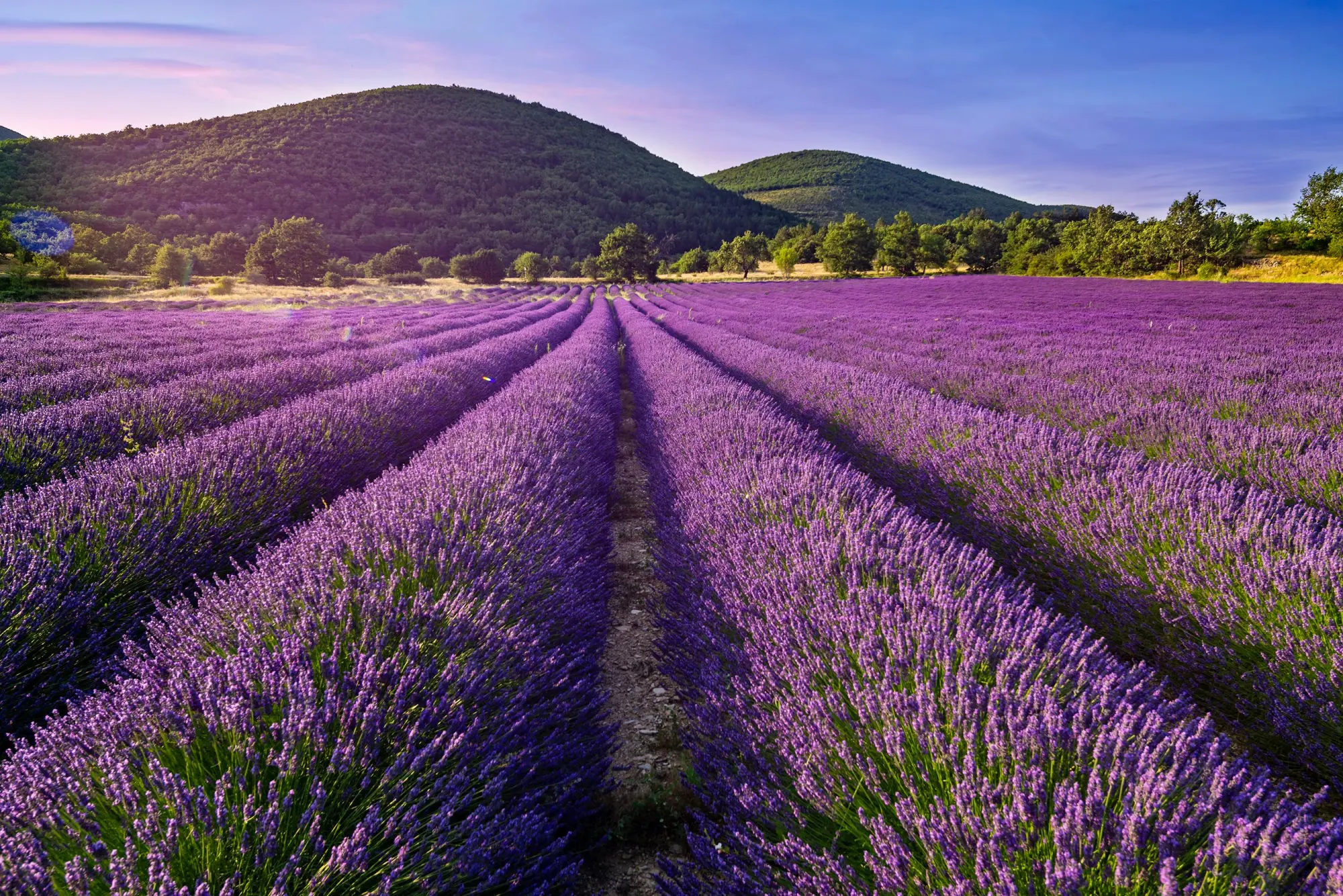 Bild: 9783734331855 | Das Reisebuch Provence mit Cote d'Azur | Felicitas Meyer (u. a.)