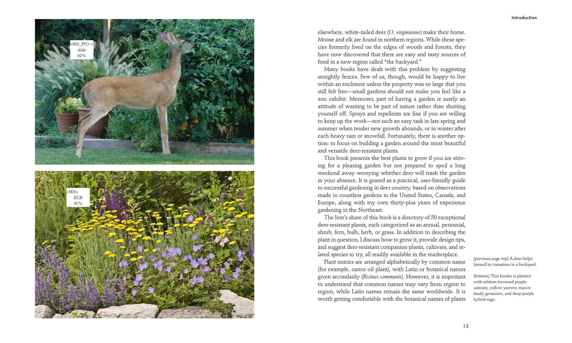 Bild: 9781604691955 | 50 Beautiful Deer-Resistant Plants | Ruth Rogers Clausen | Taschenbuch