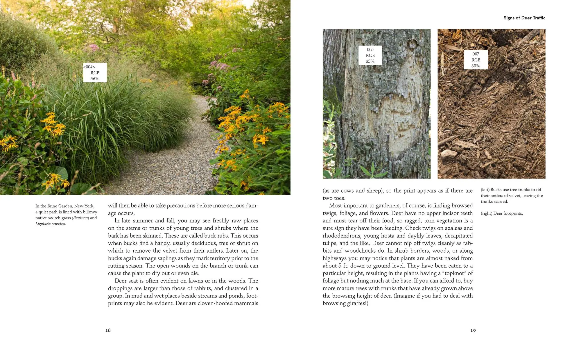 Bild: 9781604691955 | 50 Beautiful Deer-Resistant Plants | Ruth Rogers Clausen | Taschenbuch