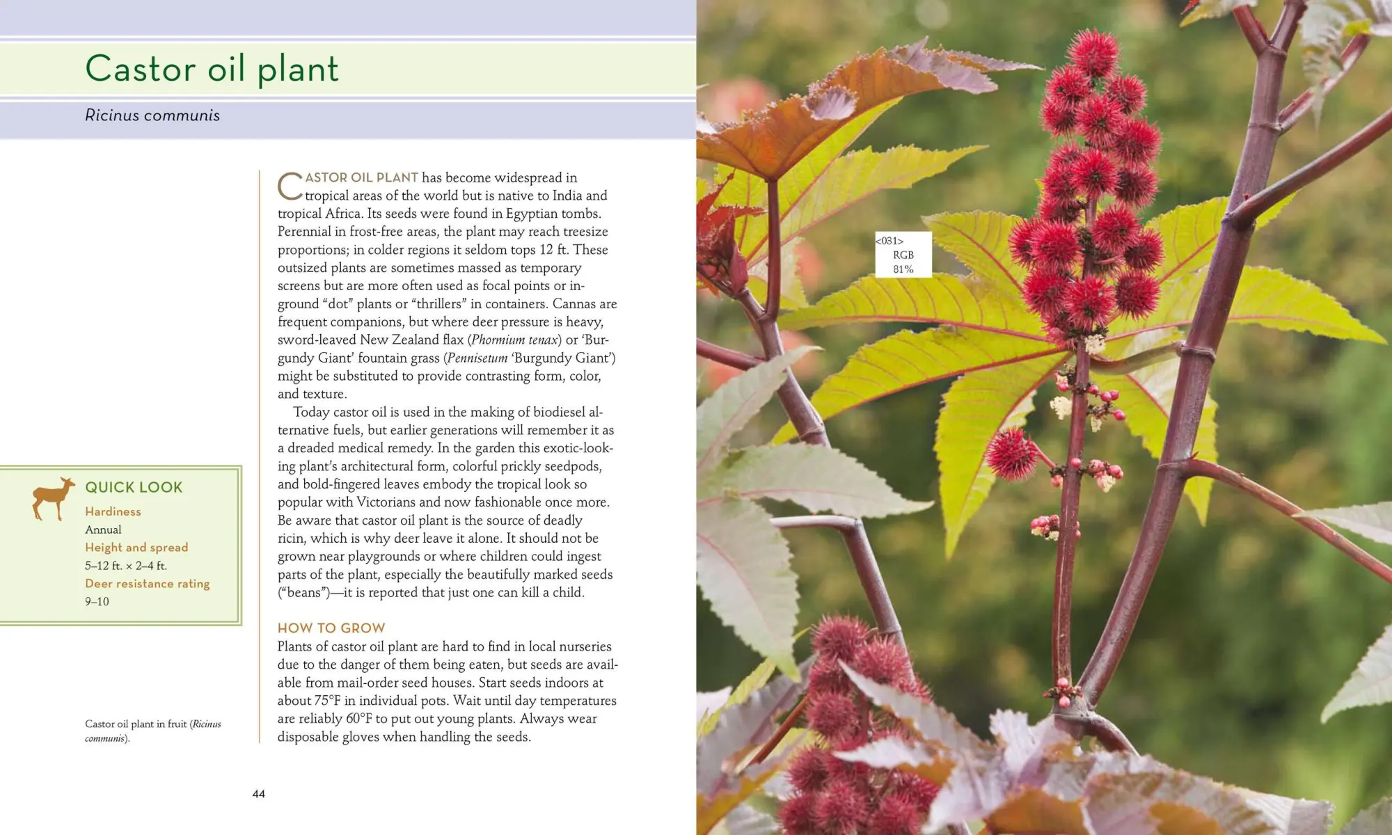 Bild: 9781604691955 | 50 Beautiful Deer-Resistant Plants | Ruth Rogers Clausen | Taschenbuch