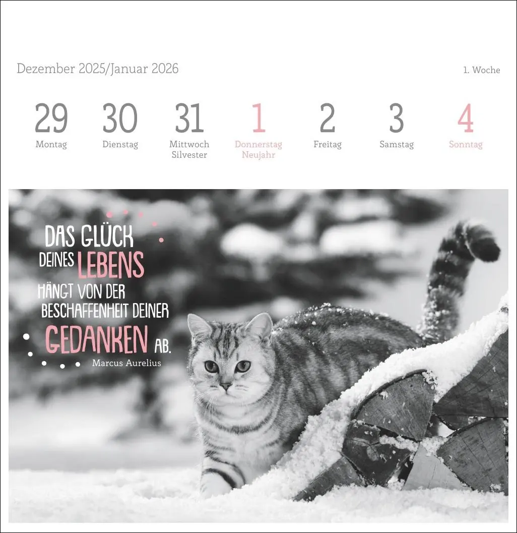 Bild: 9783756411955 | Katzen Weisheiten Premium-Postkartenkalender 2026 | Kalender | 54 S.