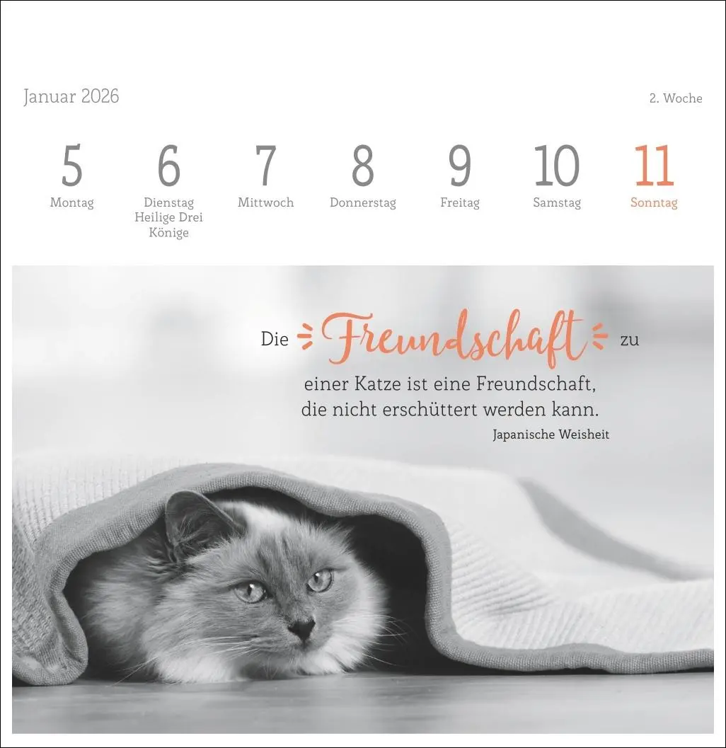 Bild: 9783756411955 | Katzen Weisheiten Premium-Postkartenkalender 2026 | Kalender | 54 S.
