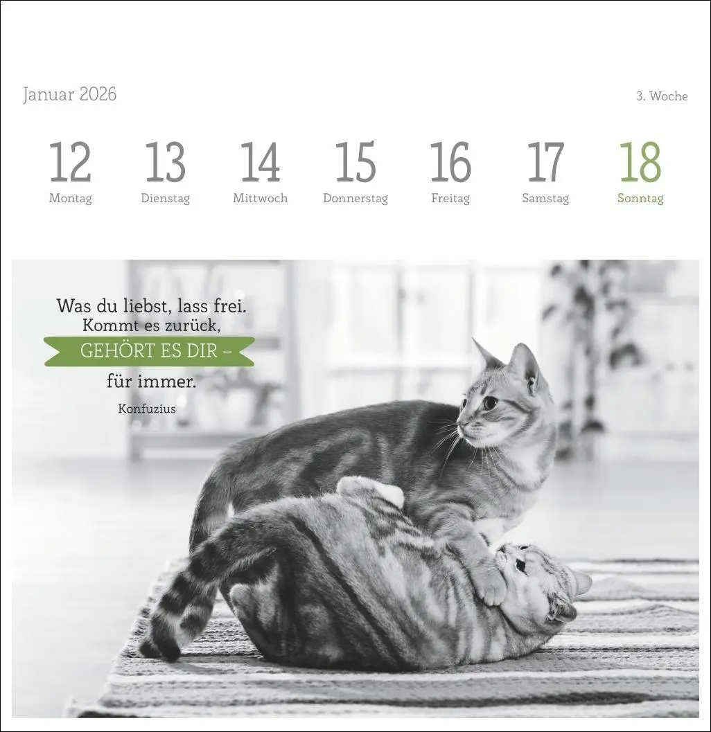 Bild: 9783756411955 | Katzen Weisheiten Premium-Postkartenkalender 2026 | Kalender | 54 S.