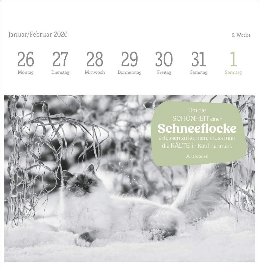 Bild: 9783756411955 | Katzen Weisheiten Premium-Postkartenkalender 2026 | Kalender | 54 S.