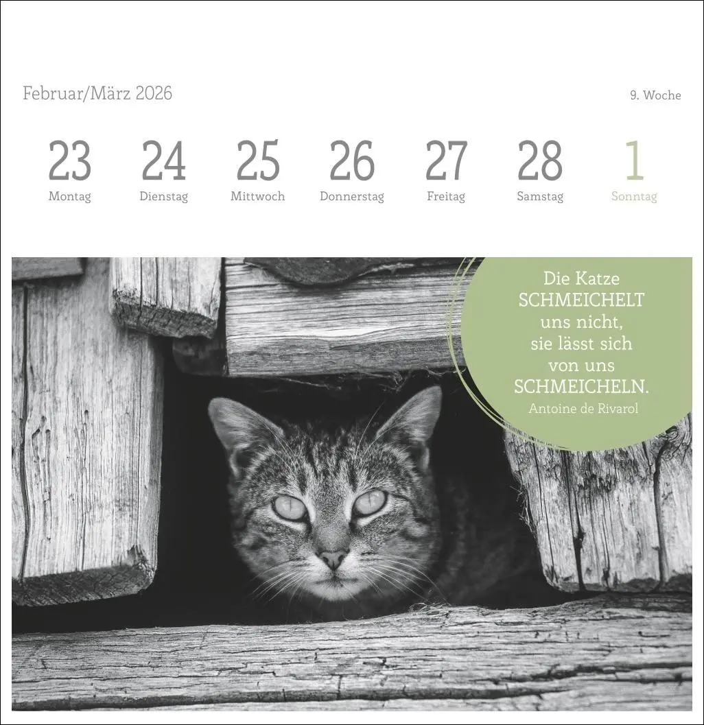 Bild: 9783756411955 | Katzen Weisheiten Premium-Postkartenkalender 2026 | Kalender | 54 S.