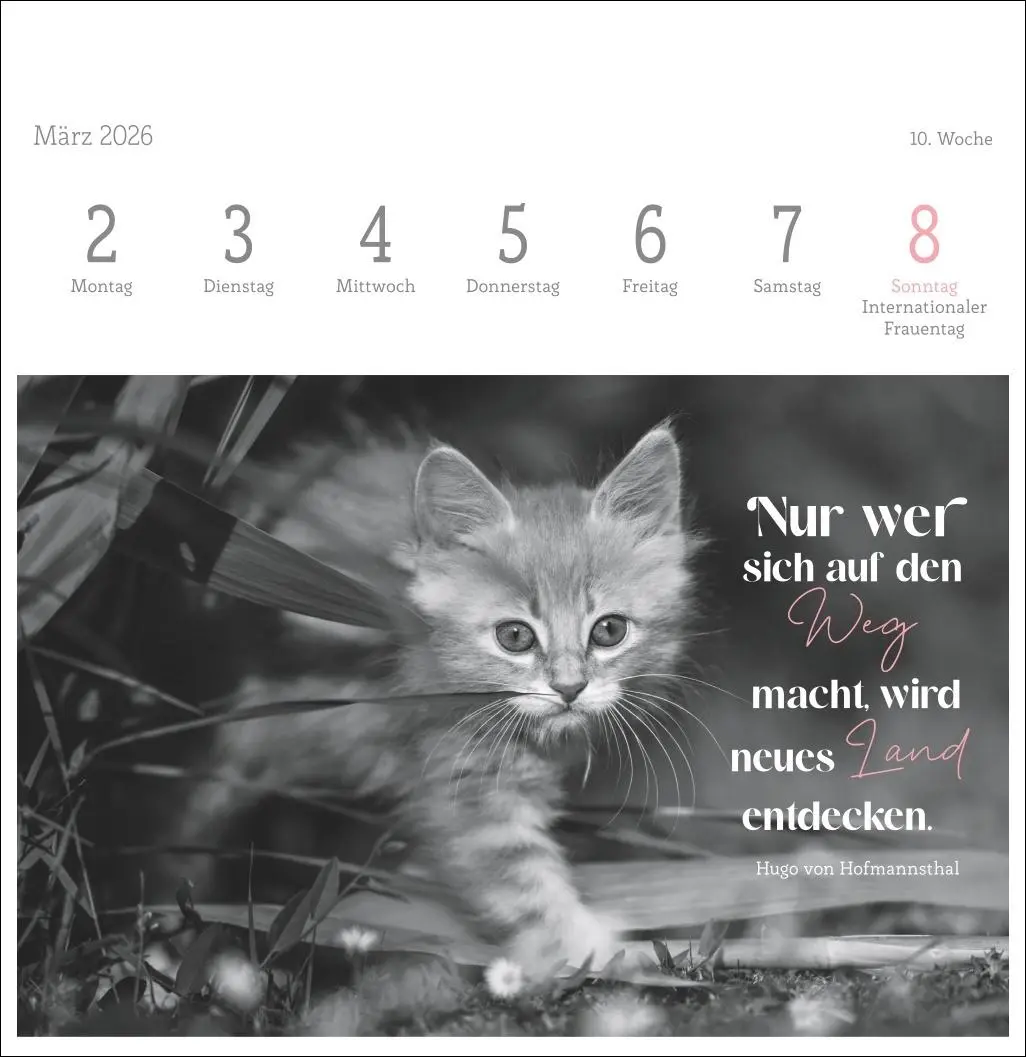 Bild: 9783756411955 | Katzen Weisheiten Premium-Postkartenkalender 2026 | Kalender | 54 S.