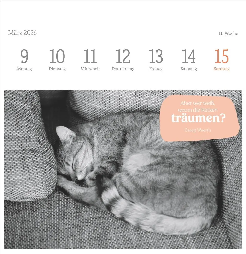 Bild: 9783756411955 | Katzen Weisheiten Premium-Postkartenkalender 2026 | Kalender | 54 S.