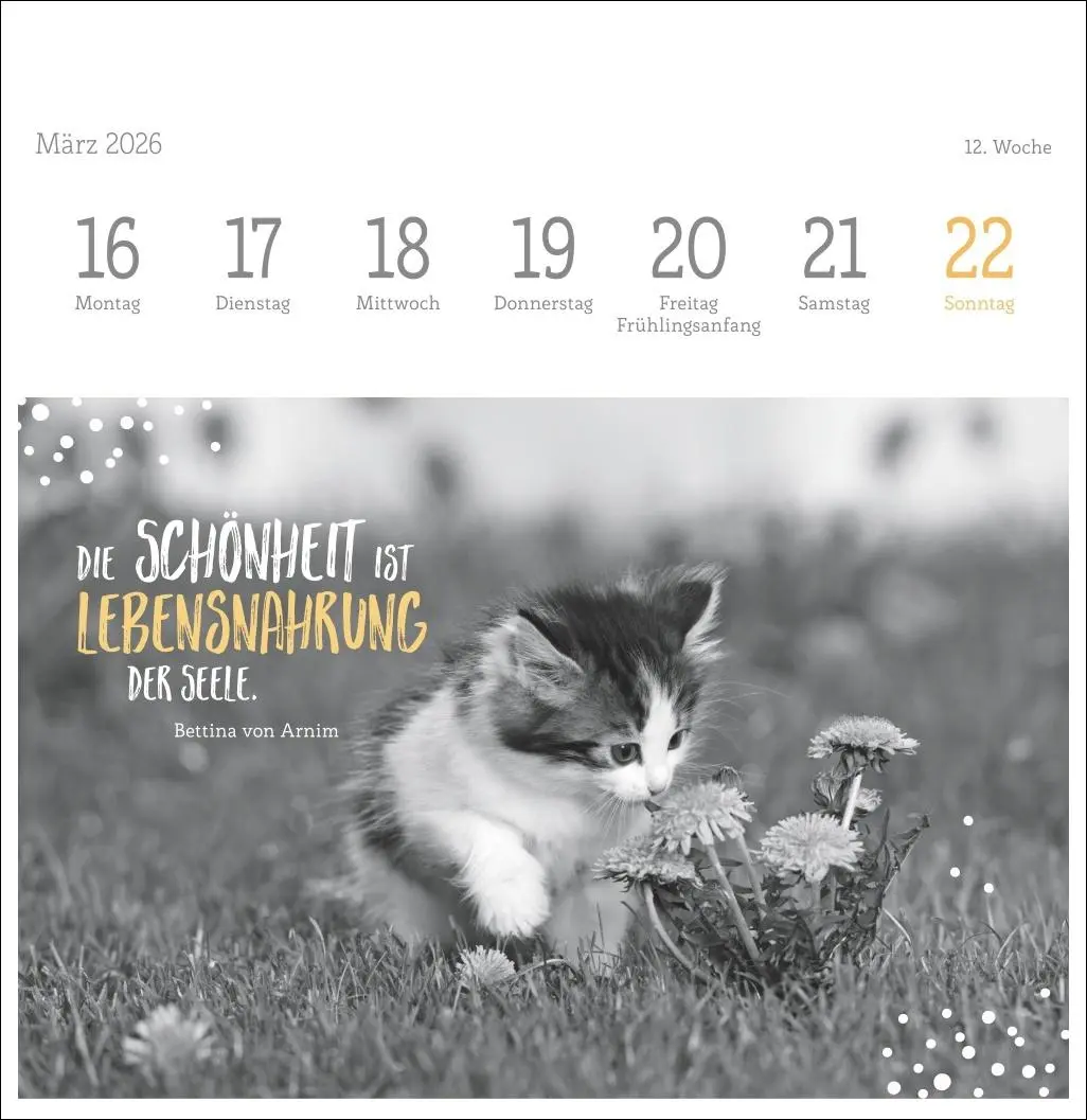 Bild: 9783756411955 | Katzen Weisheiten Premium-Postkartenkalender 2026 | Kalender | 54 S.