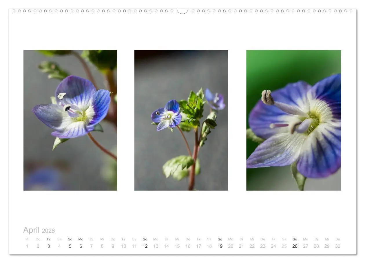 Bild: 9783516102055 | Blumen Trilogien (hochwertiger Premium Wandkalender 2026 DIN A2...