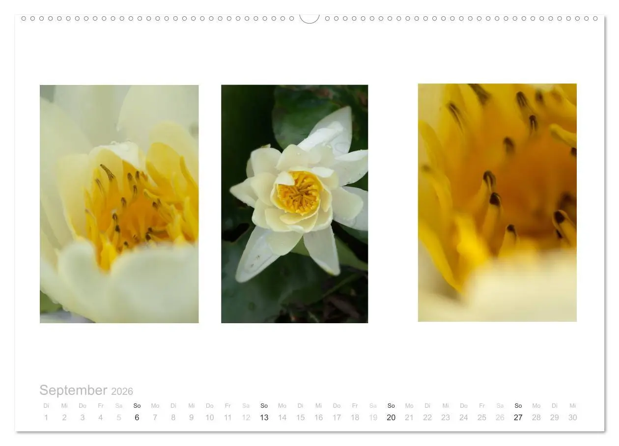 Bild: 9783516102055 | Blumen Trilogien (hochwertiger Premium Wandkalender 2026 DIN A2...