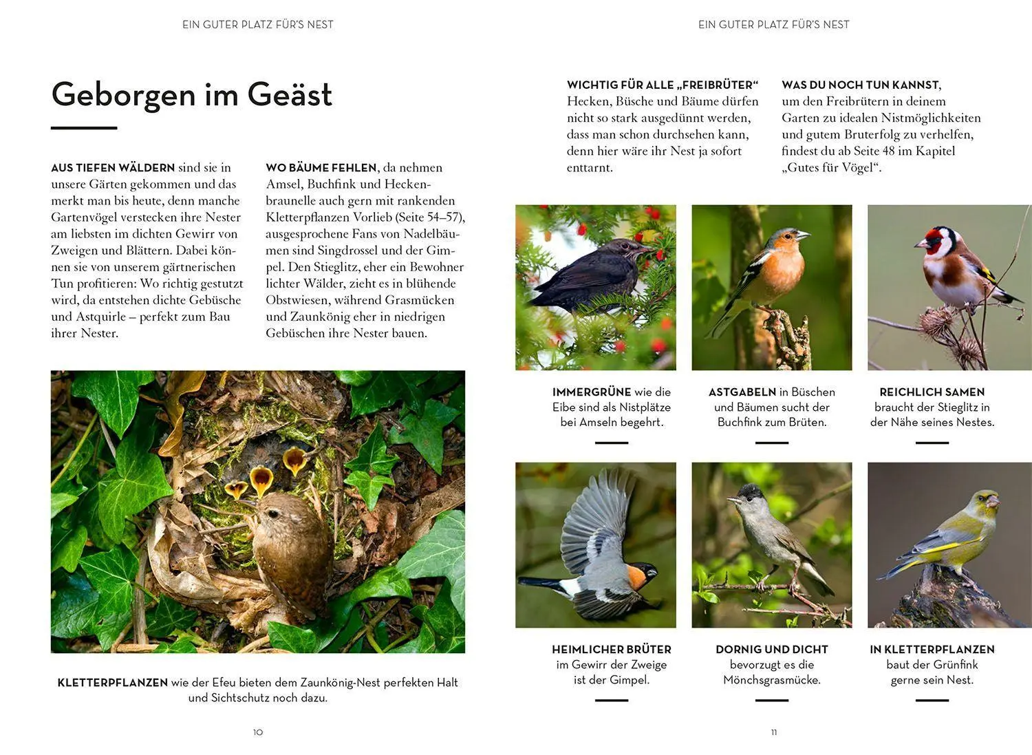 Bild: 9783440172155 | Mach was für Vögel | Katrin Hecker (u. a.) | Taschenbuch | 72 S.