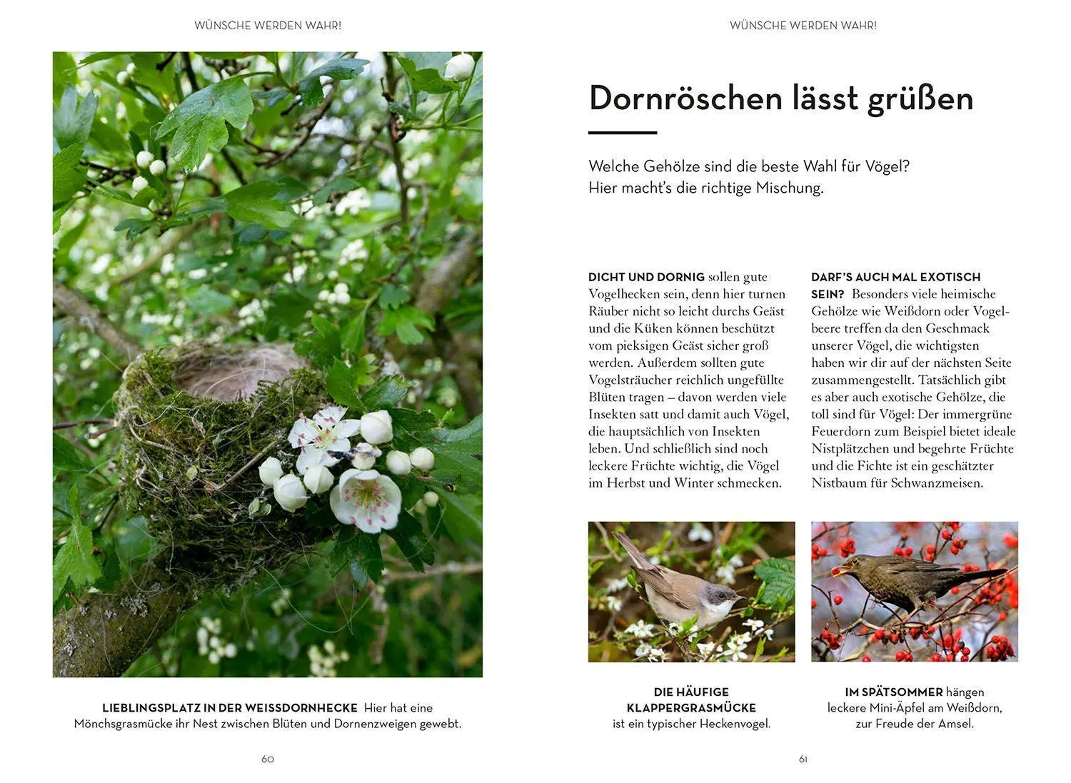 Bild: 9783440172155 | Mach was für Vögel | Katrin Hecker (u. a.) | Taschenbuch | 72 S.