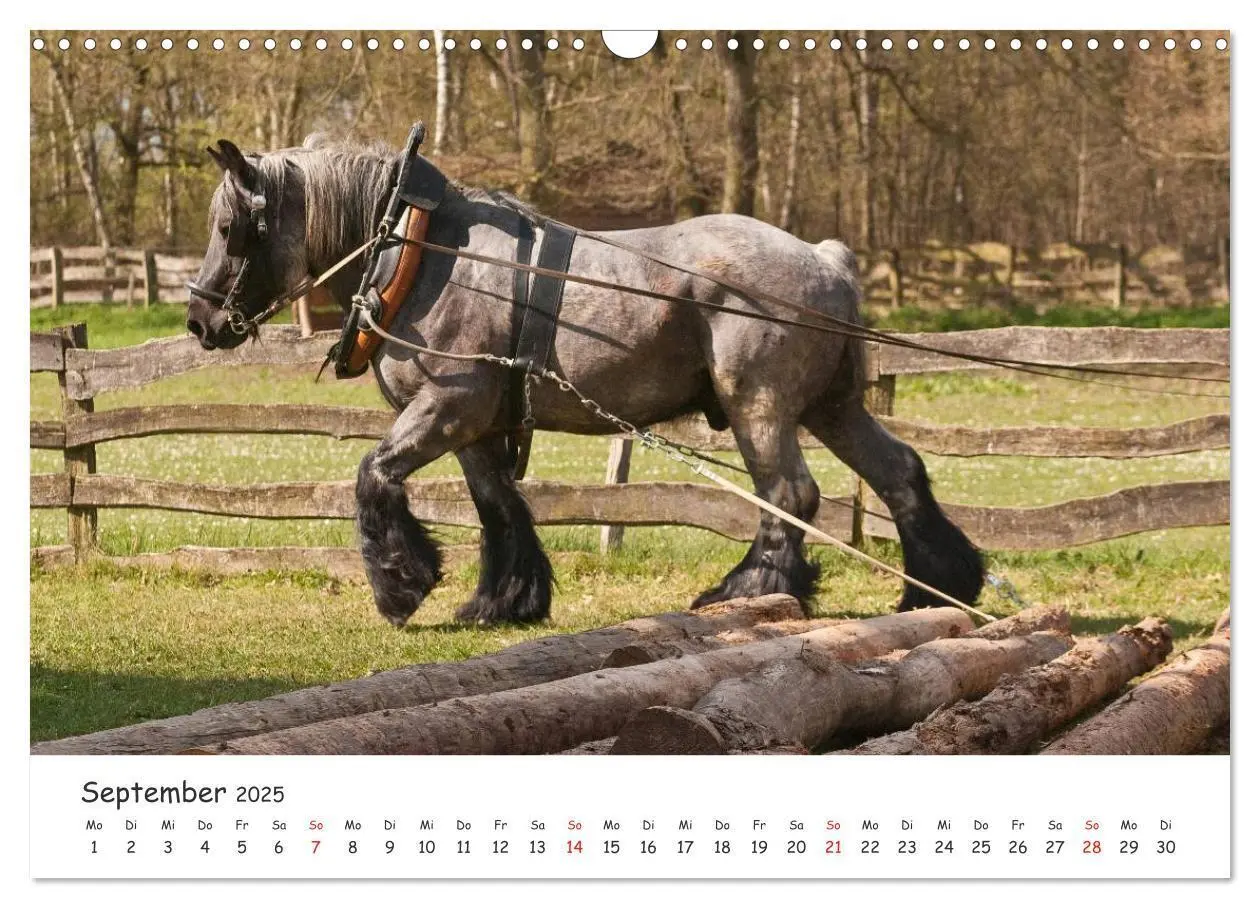 Bild: 9783435512355 | Kaltblut - schwere Pferde mit Herz (Wandkalender 2025 DIN A3 quer),...