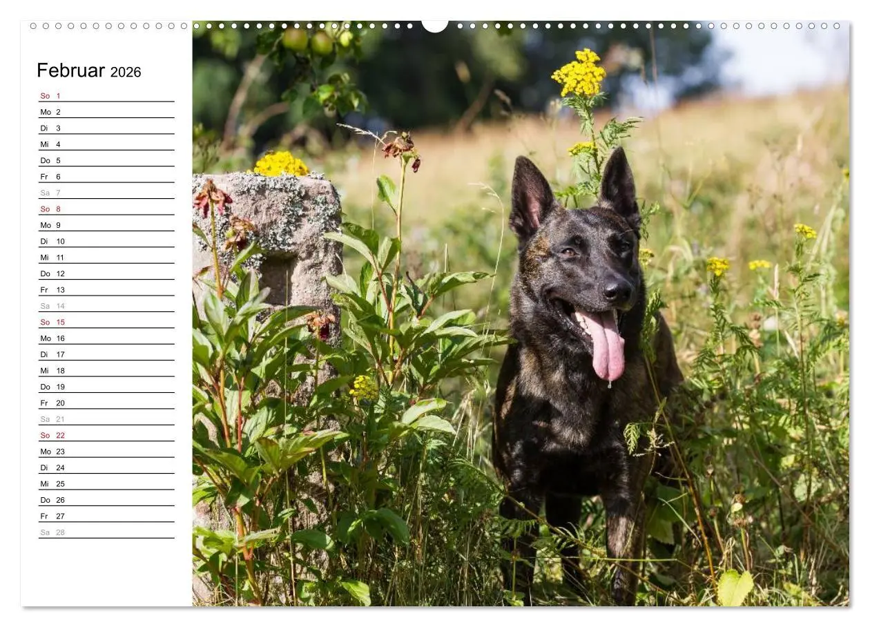Bild: 9783516002355 | ausdrucksvolle Holländische Schäferhunde (hochwertiger Premium...