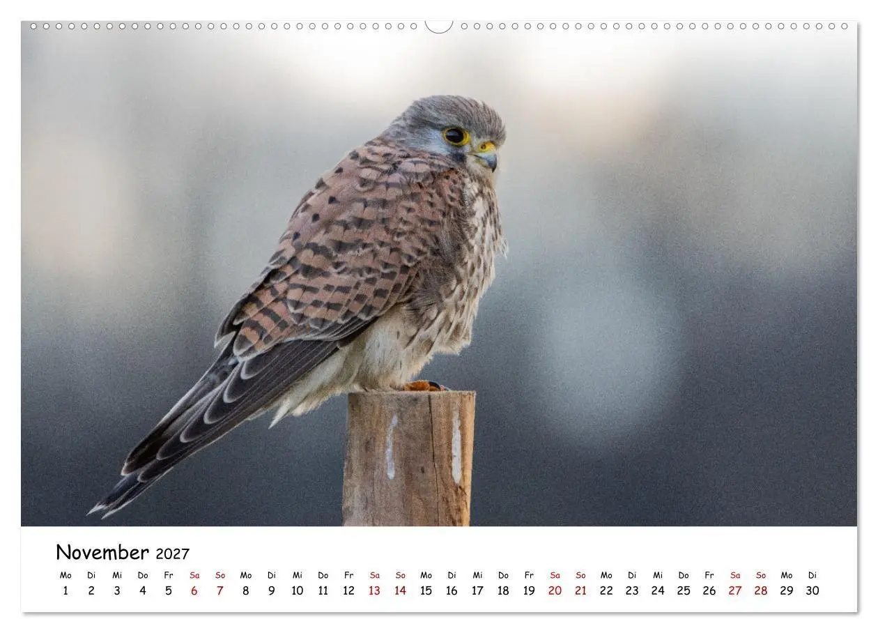 Bild: 9783569332355 | Deutschlands Vogelwelt (hochwertiger Premium Wandkalender 2027 DIN...