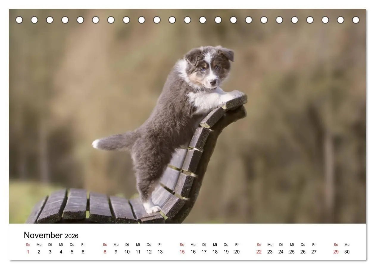 Bild: 9783457762455 | Border Collie - Bunt und clever! (Tischkalender 2026 DIN A5 quer),...