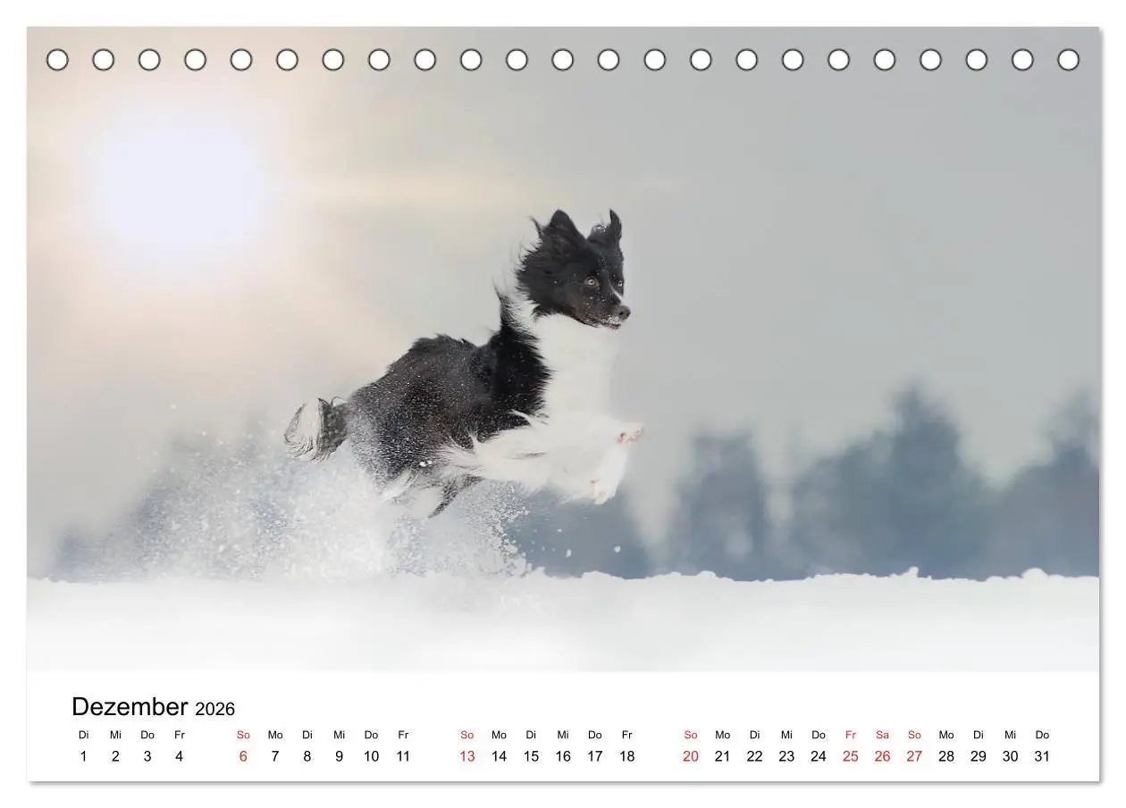 Bild: 9783457762455 | Border Collie - Bunt und clever! (Tischkalender 2026 DIN A5 quer),...
