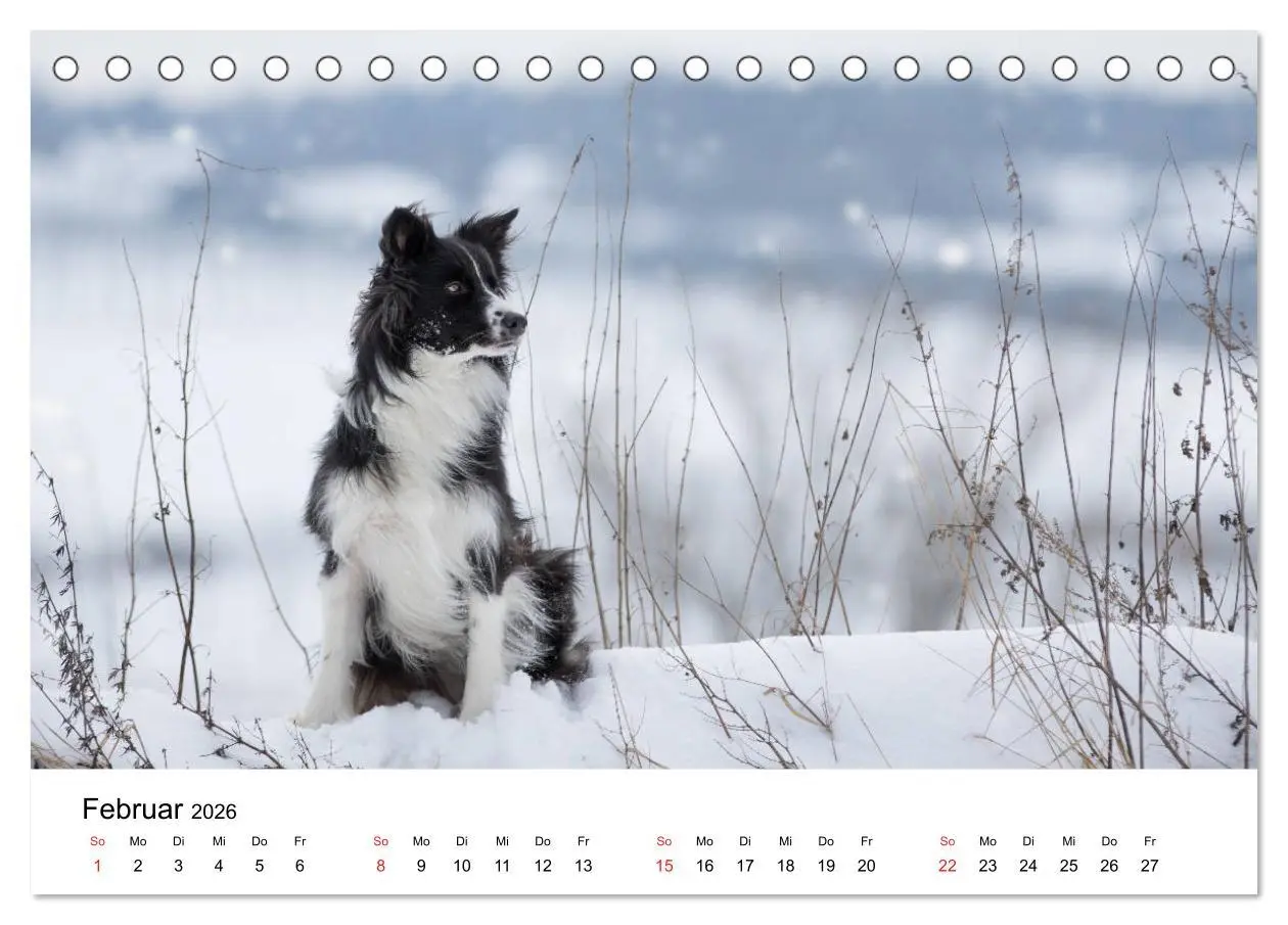 Bild: 9783457762455 | Border Collie - Bunt und clever! (Tischkalender 2026 DIN A5 quer),...