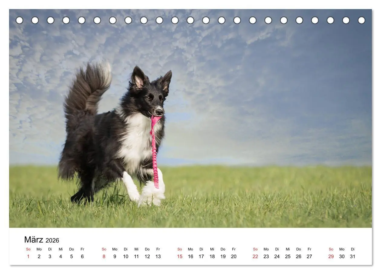 Bild: 9783457762455 | Border Collie - Bunt und clever! (Tischkalender 2026 DIN A5 quer),...