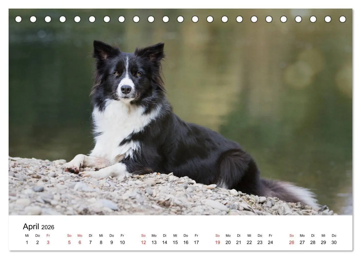 Bild: 9783457762455 | Border Collie - Bunt und clever! (Tischkalender 2026 DIN A5 quer),...