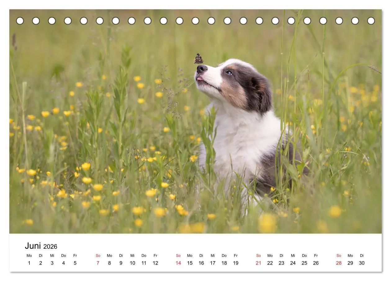 Bild: 9783457762455 | Border Collie - Bunt und clever! (Tischkalender 2026 DIN A5 quer),...