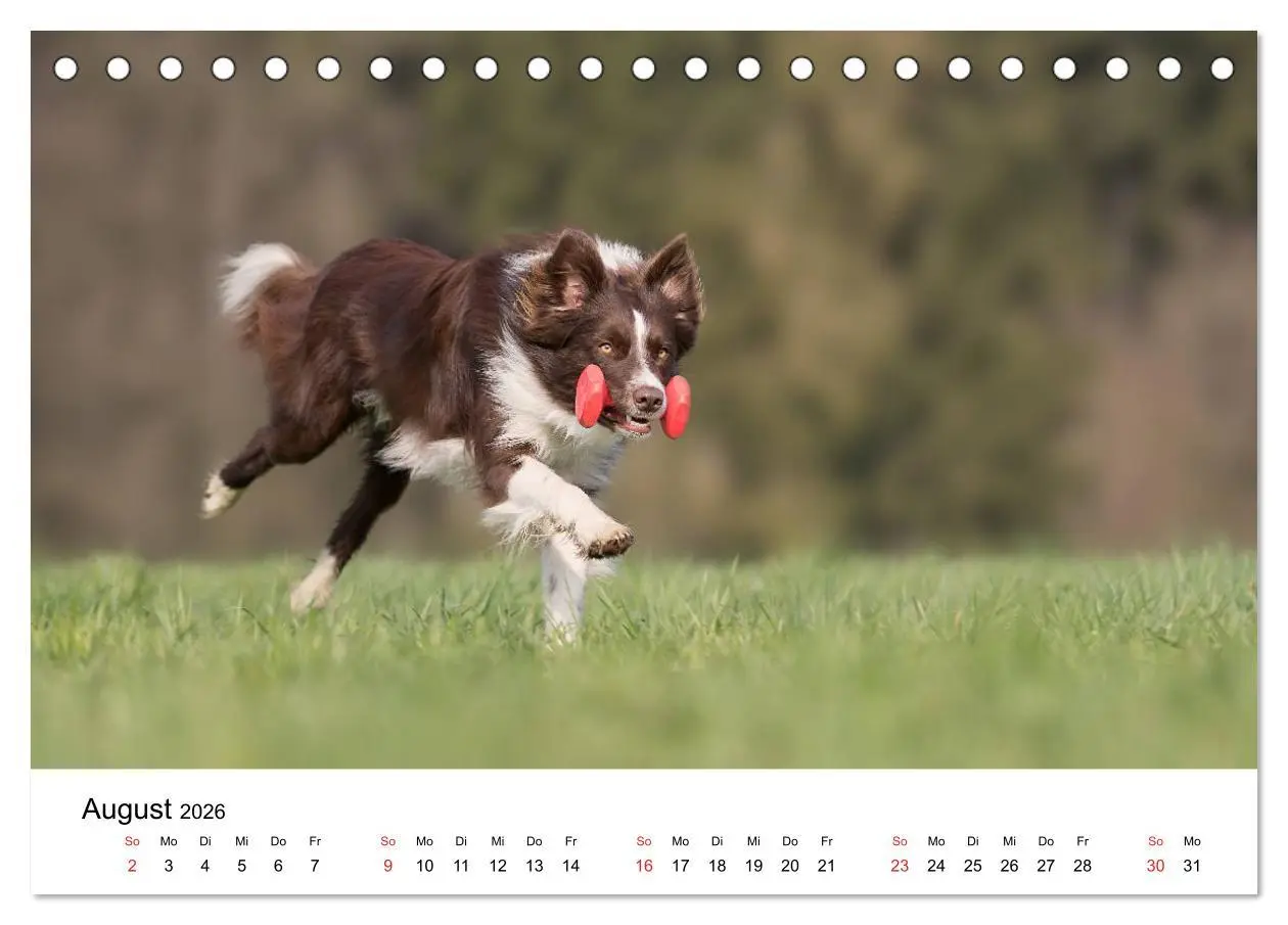 Bild: 9783457762455 | Border Collie - Bunt und clever! (Tischkalender 2026 DIN A5 quer),...