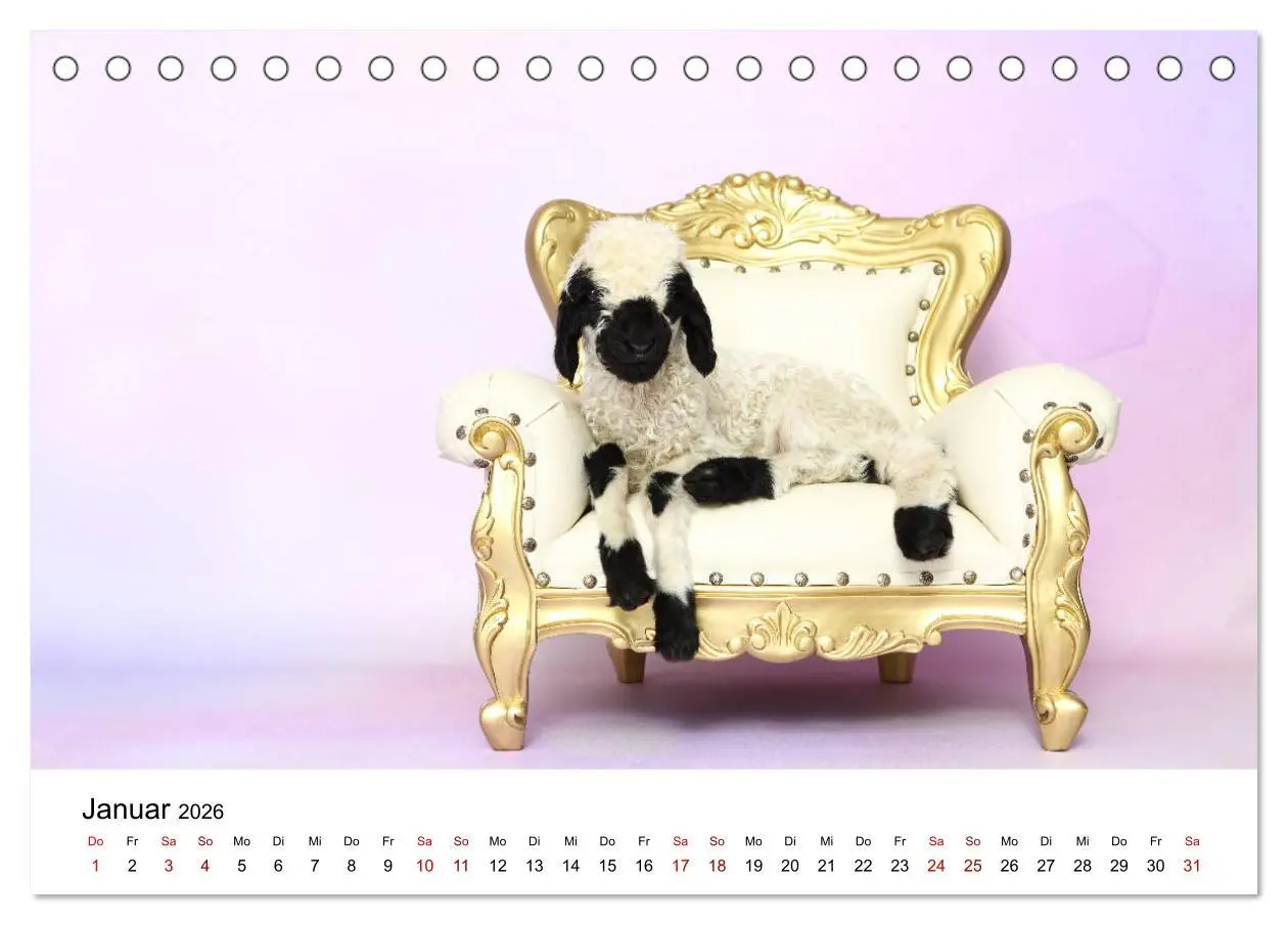 Bild: 9783457832455 | Walliser Schwarznasenschaf Valais Blacknose Sheep (Tischkalender...