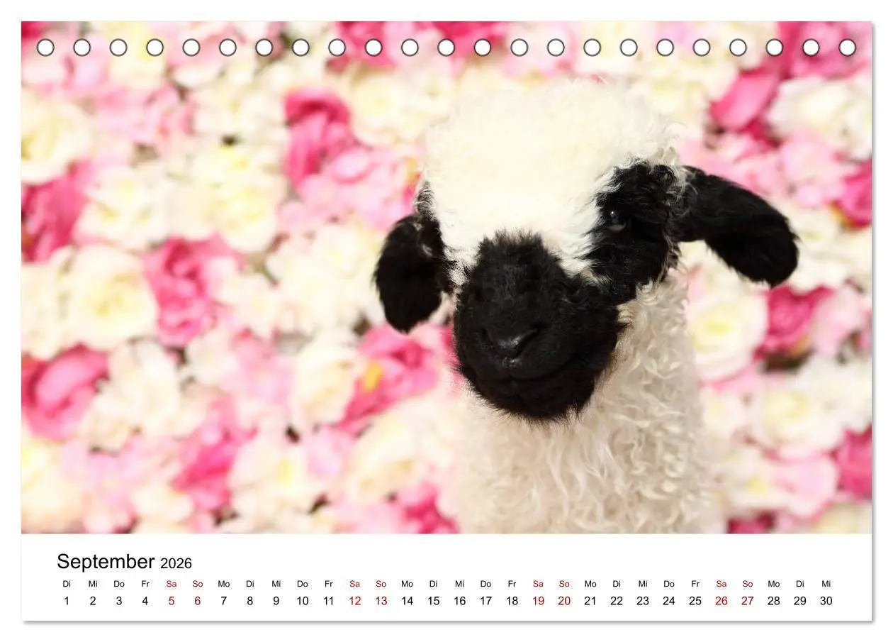 Bild: 9783457832455 | Walliser Schwarznasenschaf Valais Blacknose Sheep (Tischkalender...