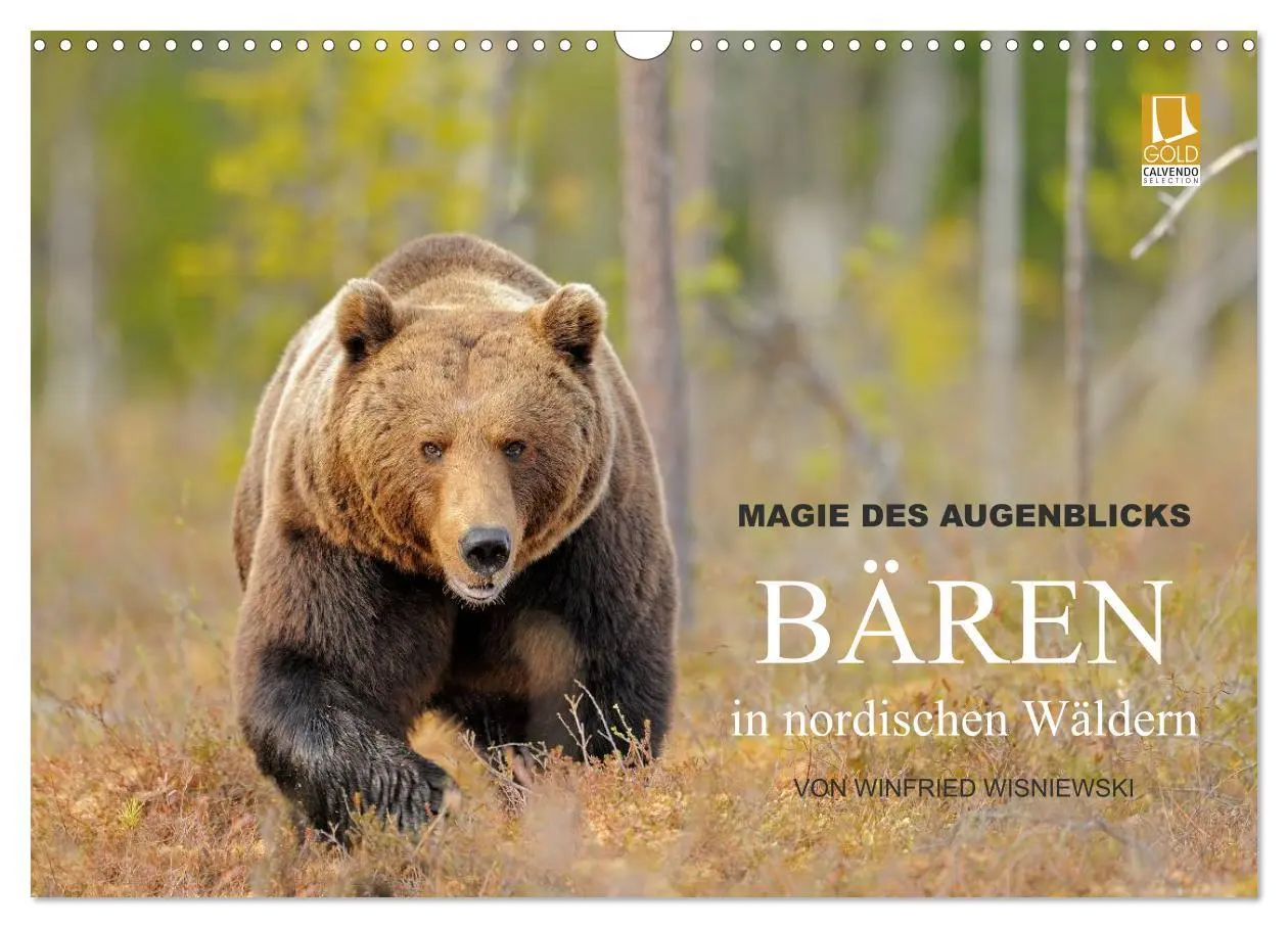 Cover: 9783516162455 | Magie des Augenblicks - Bären in nordischen Wäldern (Wandkalender...